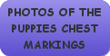 photos of puppies check markings